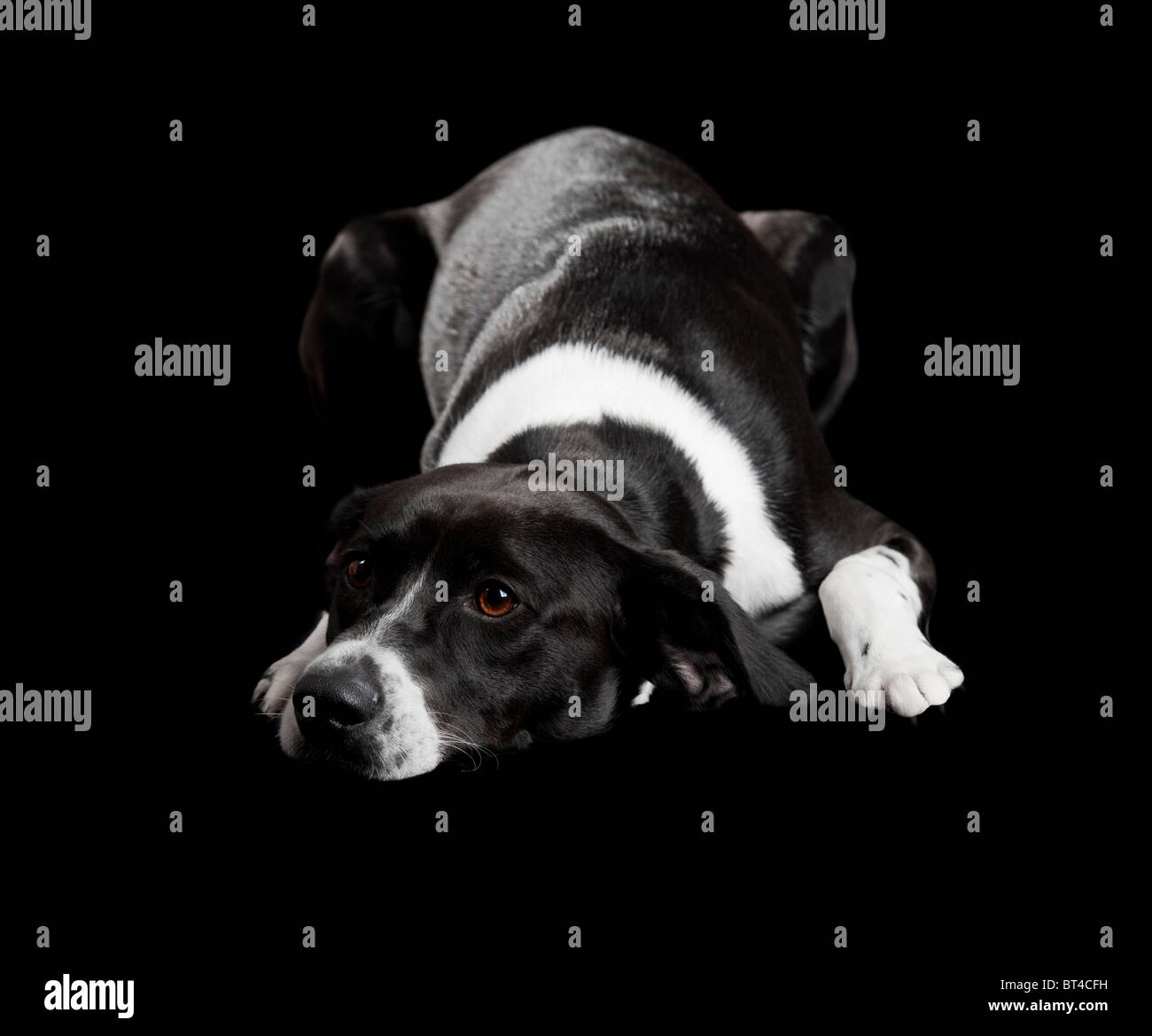 Schöner Hund auf dem Boden liegend, mit einem traurigen Blick, isoliert auf schwarz Stockfoto