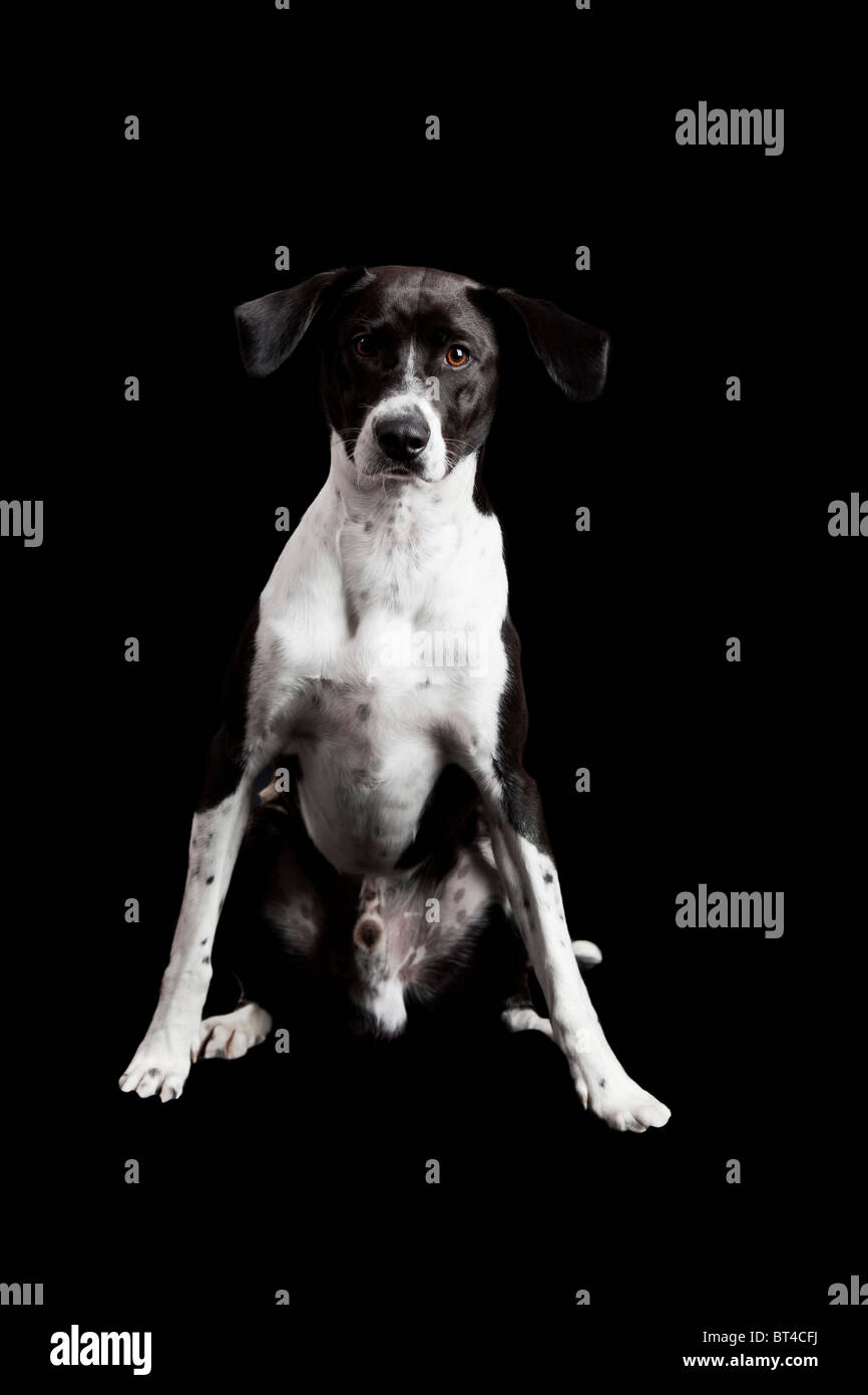 Schöner Hund sitzen auf dem Boden isoliert auf schwarz Stockfoto