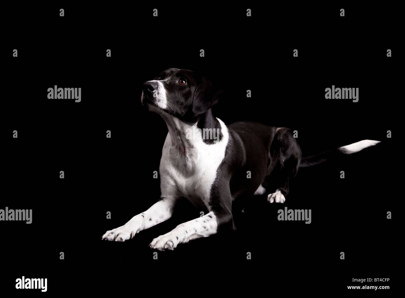 Schöner Hund auf dem Boden mit liegen und auf der Suche nach oben, isoliert auf schwarz Stockfoto