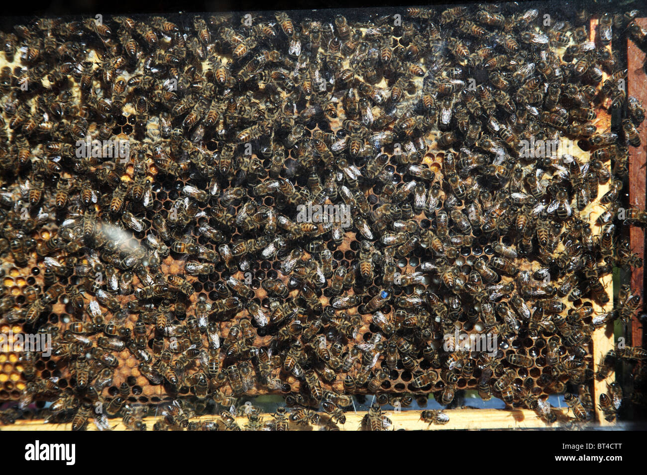 Honig-Bienen in einer Vitrine Stockfoto