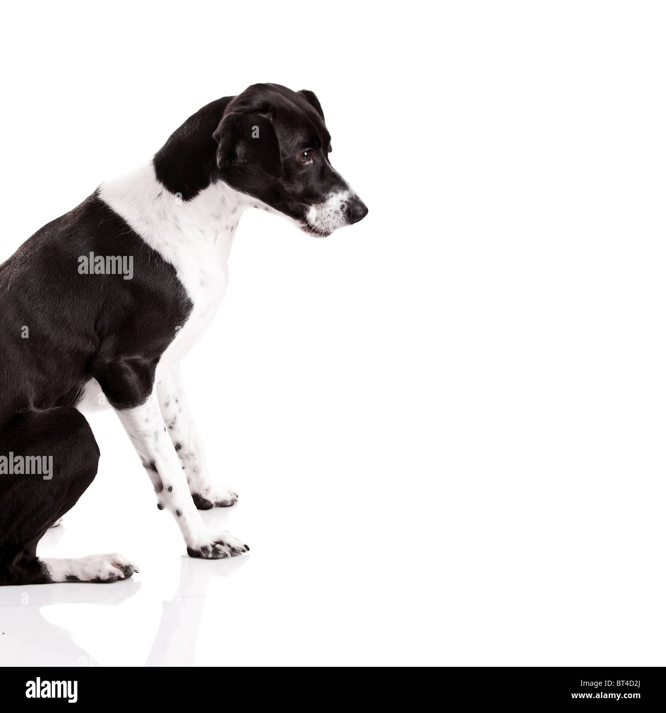 Schöner Mischling Hund sitzt auf weißem Hintergrund Stockfoto