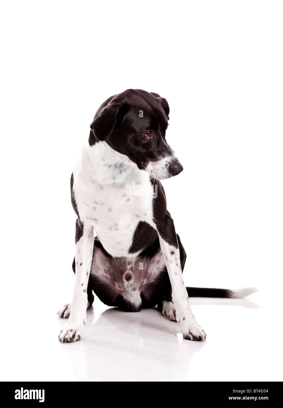 Schöner Mischling Hund sitzen und isoliert auf weißem Hintergrund Stockfoto