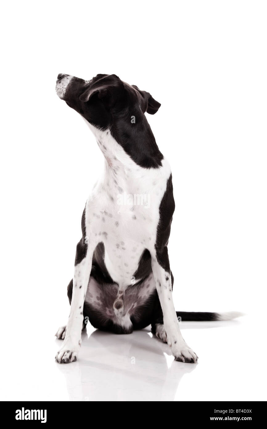 Schöner Mischling Hund sitzen und isoliert auf weißem Hintergrund Stockfoto