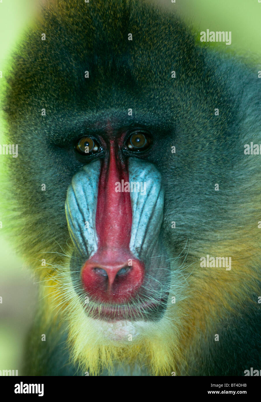 Mandrill männlichen Papio sphinx Stockfoto