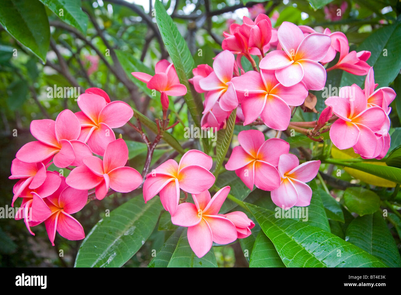 Frangipani oder Plumeria Blüten der Gattung Plumeria rubra Stockfoto