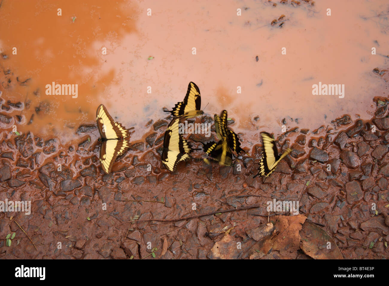 Androgeus Schwalbenschwanz Schmetterlinge in Iguazu Stockfoto