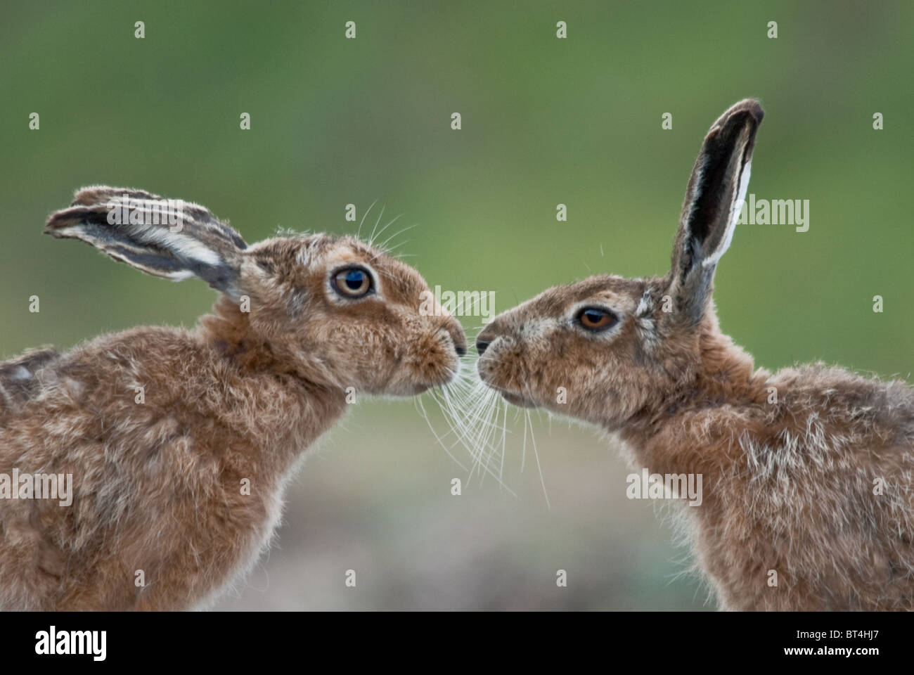 Europäischen Feldhasen Stockfoto