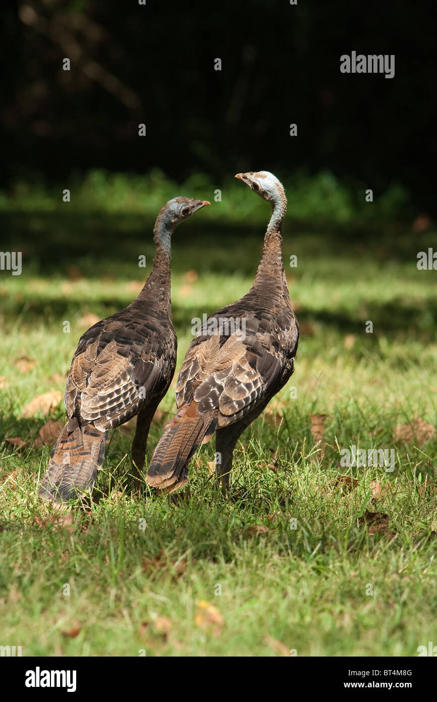 Wilde putenhühner füttern sich zusammen „Meleagris galopavo“ Stockfoto