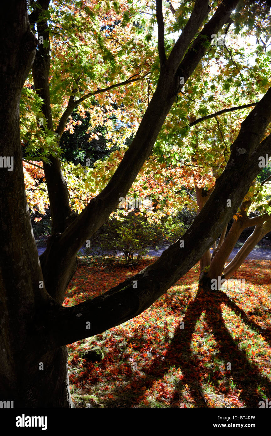 herbstliche Laub auf dem Display in Exbury Gardens New Forest England uk Stockfoto