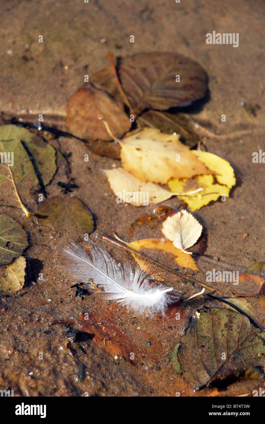 Vogel-Feder und Abscissed Blätter Stockfoto