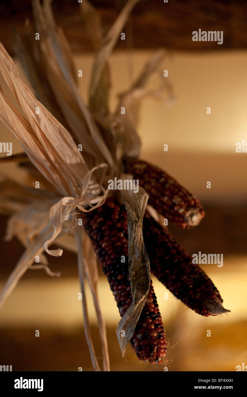 Indische Maiskolben hängen als Dekoration von einem Bauernhaus Decke. Stockfoto