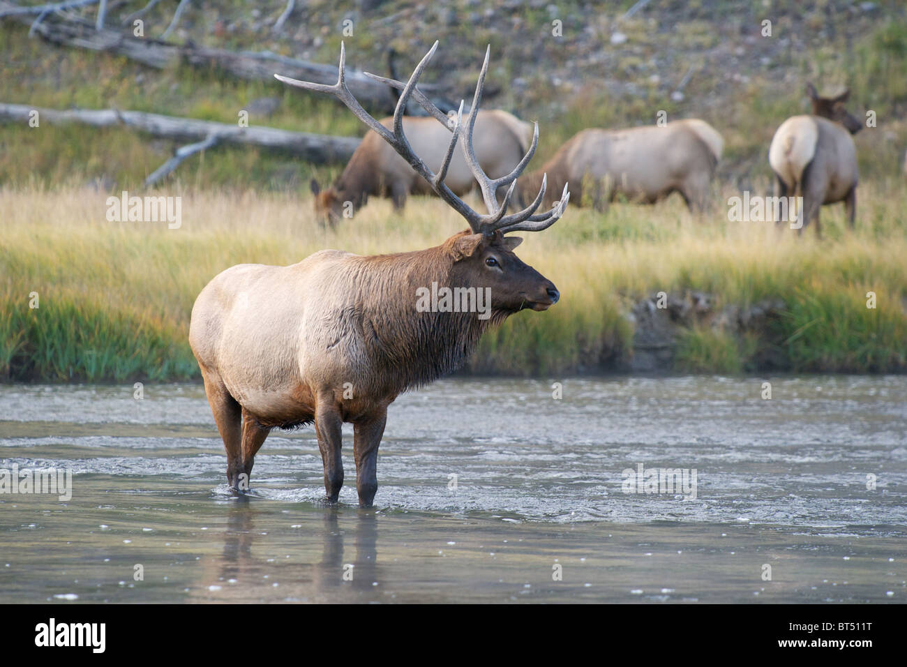 Stier Elch stehend in der Madison River, Yellowstone National Park mit Weibchen auf der Bank hinter Stockfoto