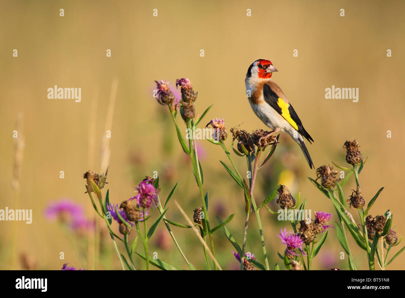 Europäische Stieglitz (Zuchtjahr Zuchtjahr) ernähren sich von Braun Flockenblume (Centaurea Jacea). Europa Stockfoto