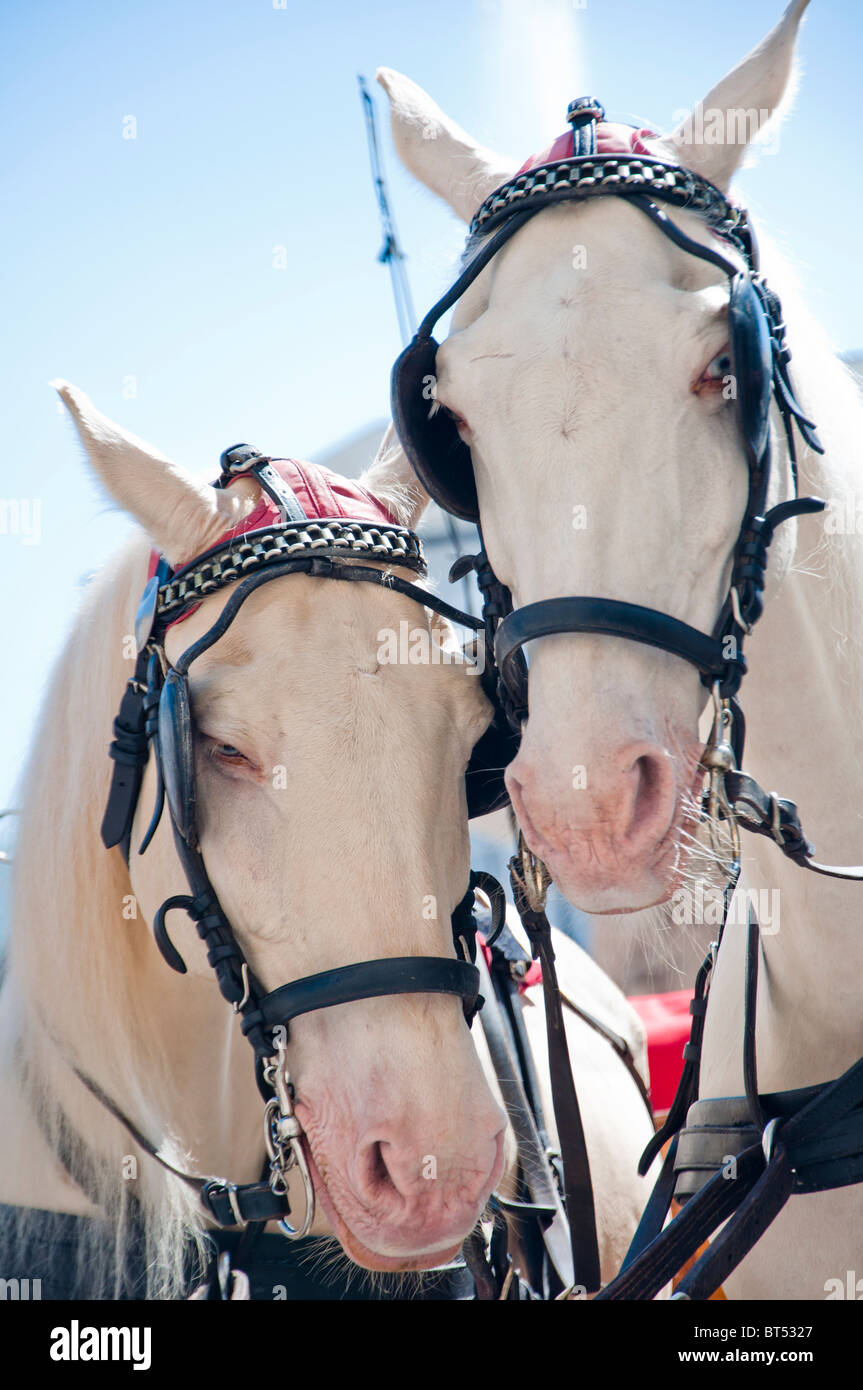 Zwei weiße Touristen Ponys in Salzburg, Österreich. Stockfoto