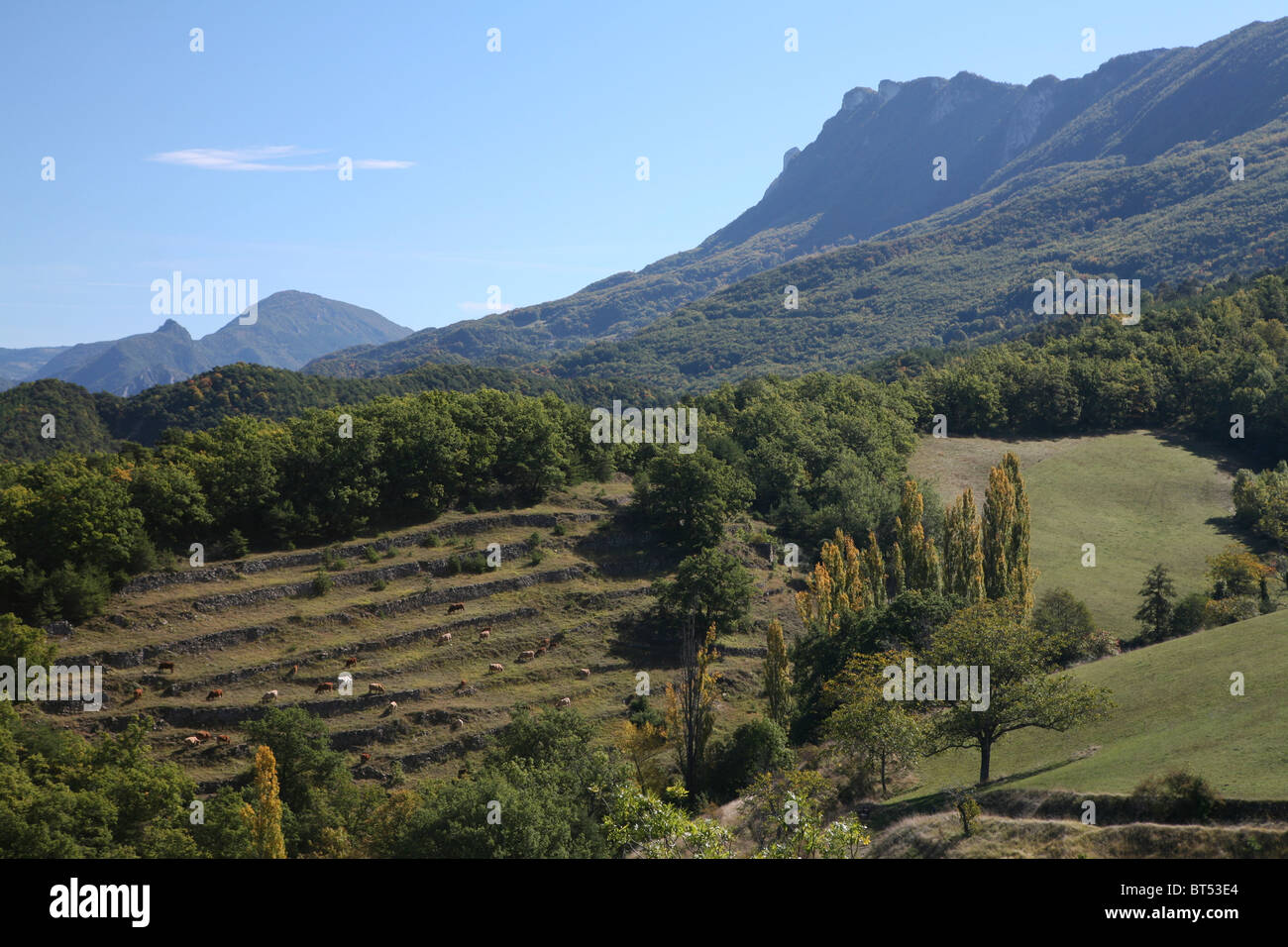 Drôme Talblick, Les Trois Becs (mit Kühen in einem terrassenförmig angelegten Feld) Stockfoto