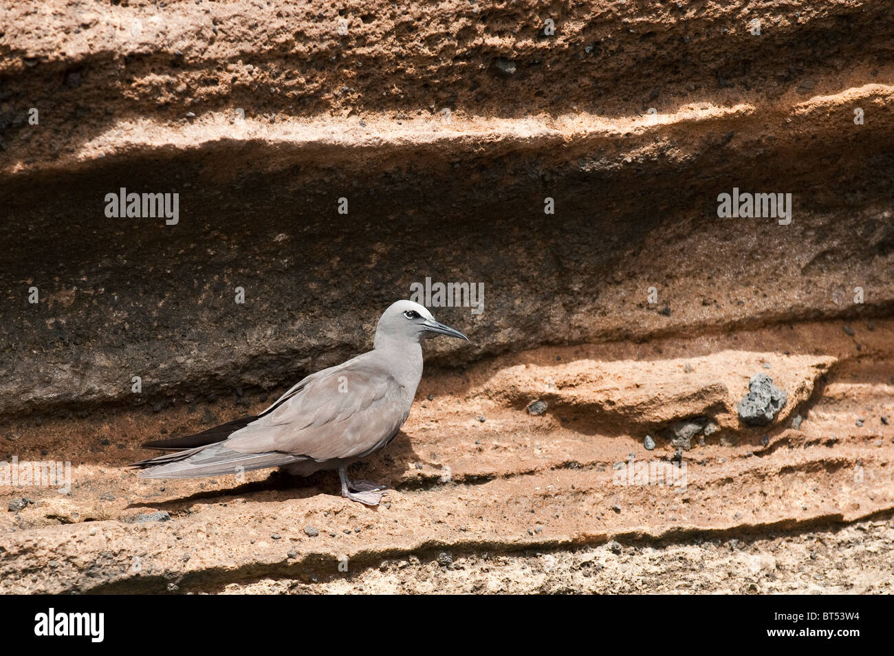 Galapagos-Inseln, Ecuador. Braun Noddy Seeschwalbe (Anous Stolidus) Vincente Roca Punkt auf Isla Isabela (Insel Isabela). Stockfoto