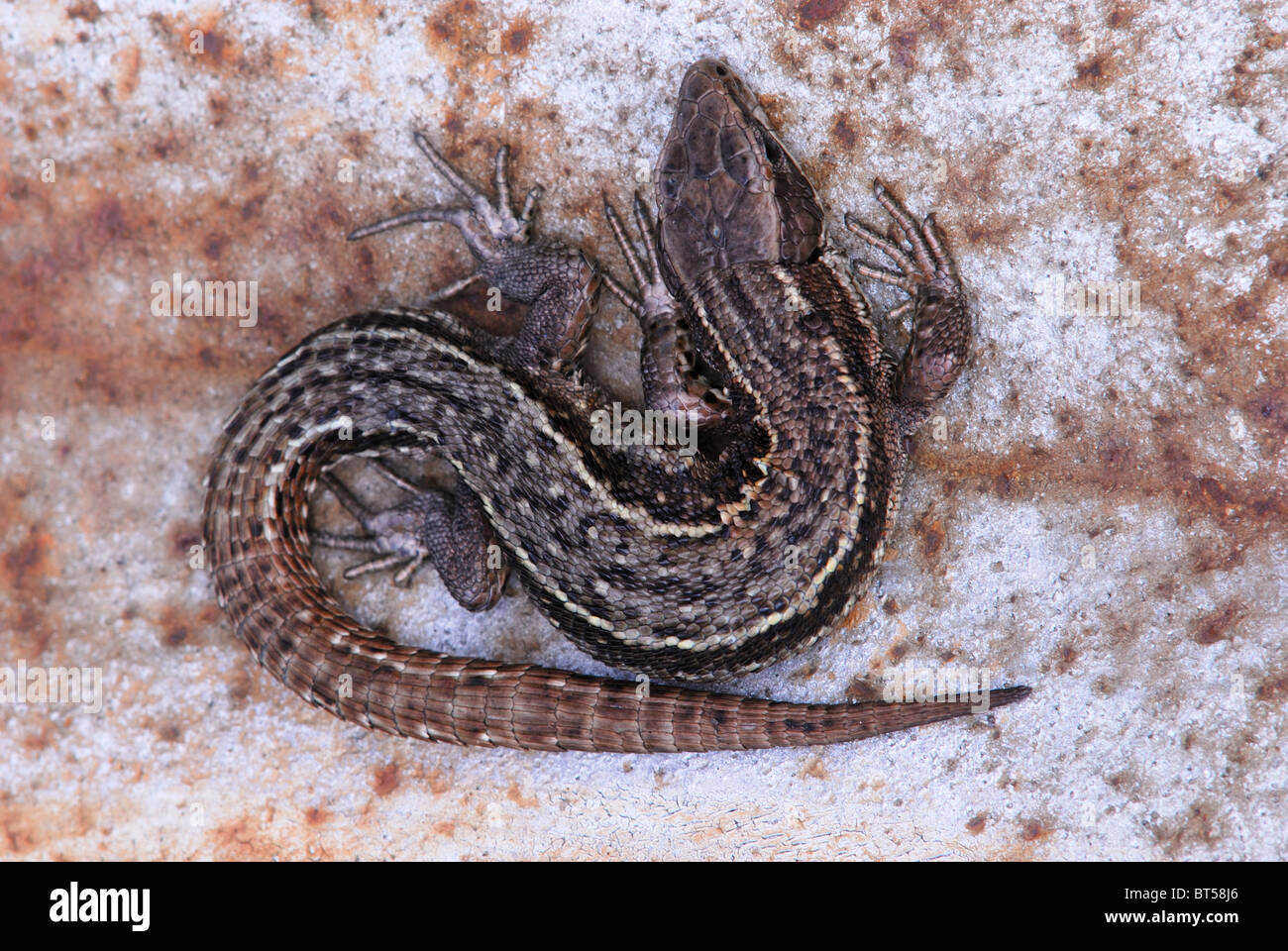 Gemeinen Eidechse auf rostigen Blechtrommel Aalen. Dorset, UK April 2008 Stockfoto