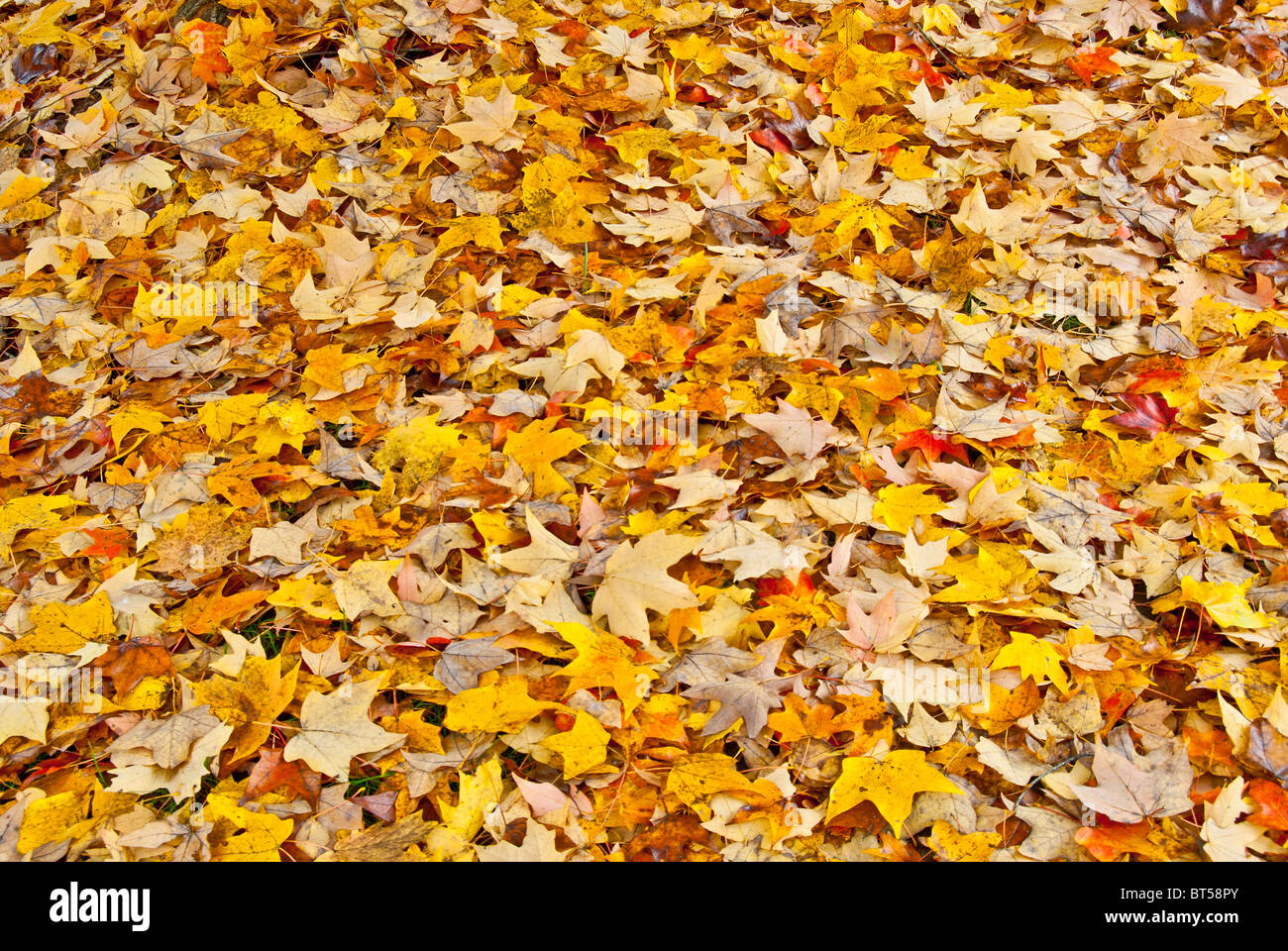 Teppich im Herbst Blätter in North Carolina, USA Stockfoto