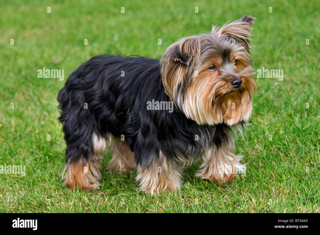 Yorkshire Terrier / Yorkie (Canis Lupus Familiaris) im Garten Stockfotografie Alamy