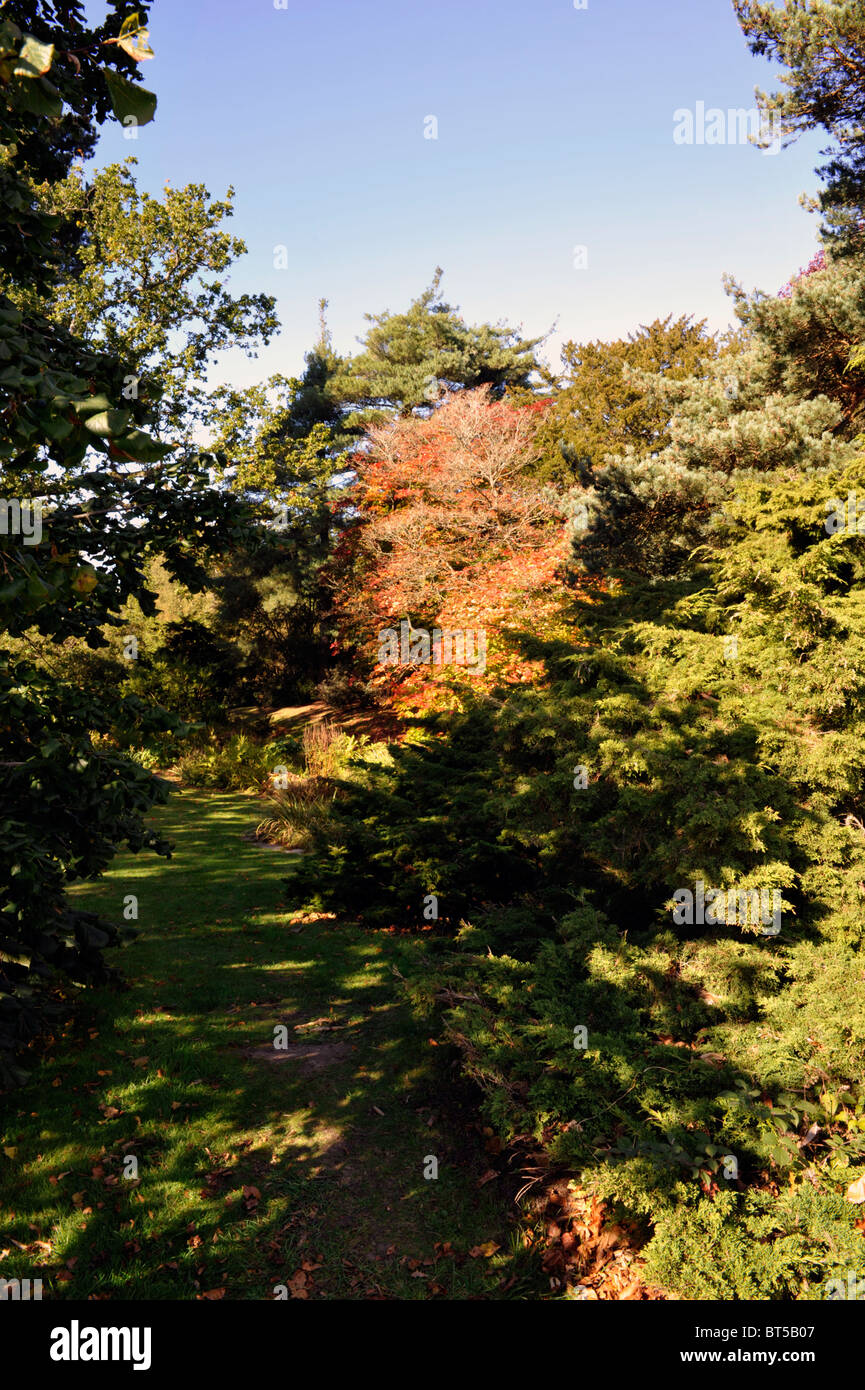 herbstliche Laub auf dem Display in Exbury Gardens New Forest England uk Stockfoto