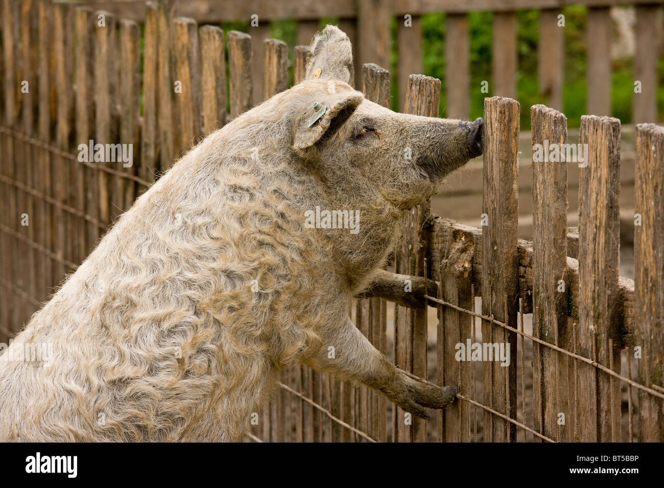 Blonde Mangalica Wooly-Schwein; seltene Rasse in der Hortobagy National Park, Ost Ungarn Stockfoto
