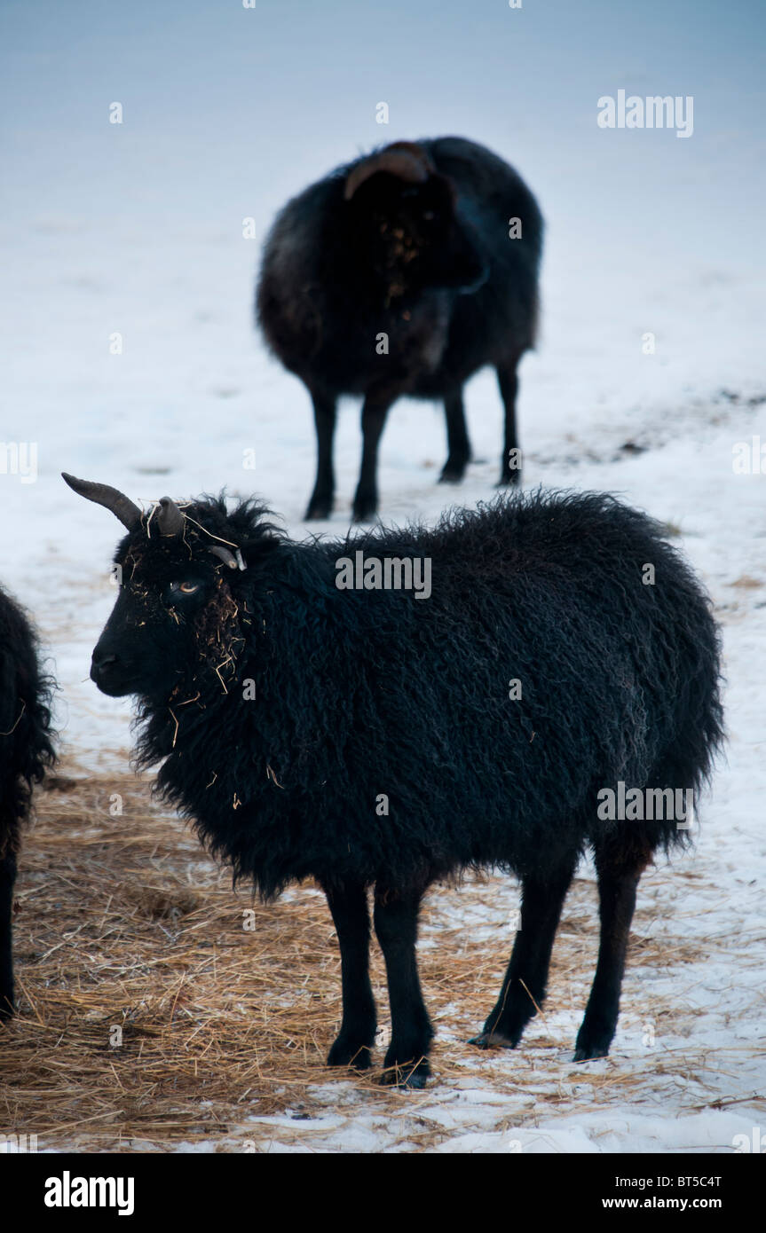 Schwarze Schafe Stockfoto