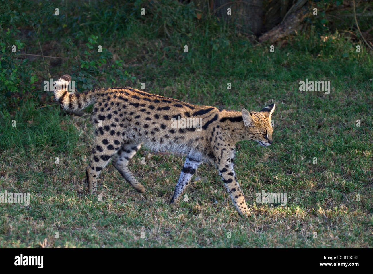 Serval Katze zu Fuß Stockfoto