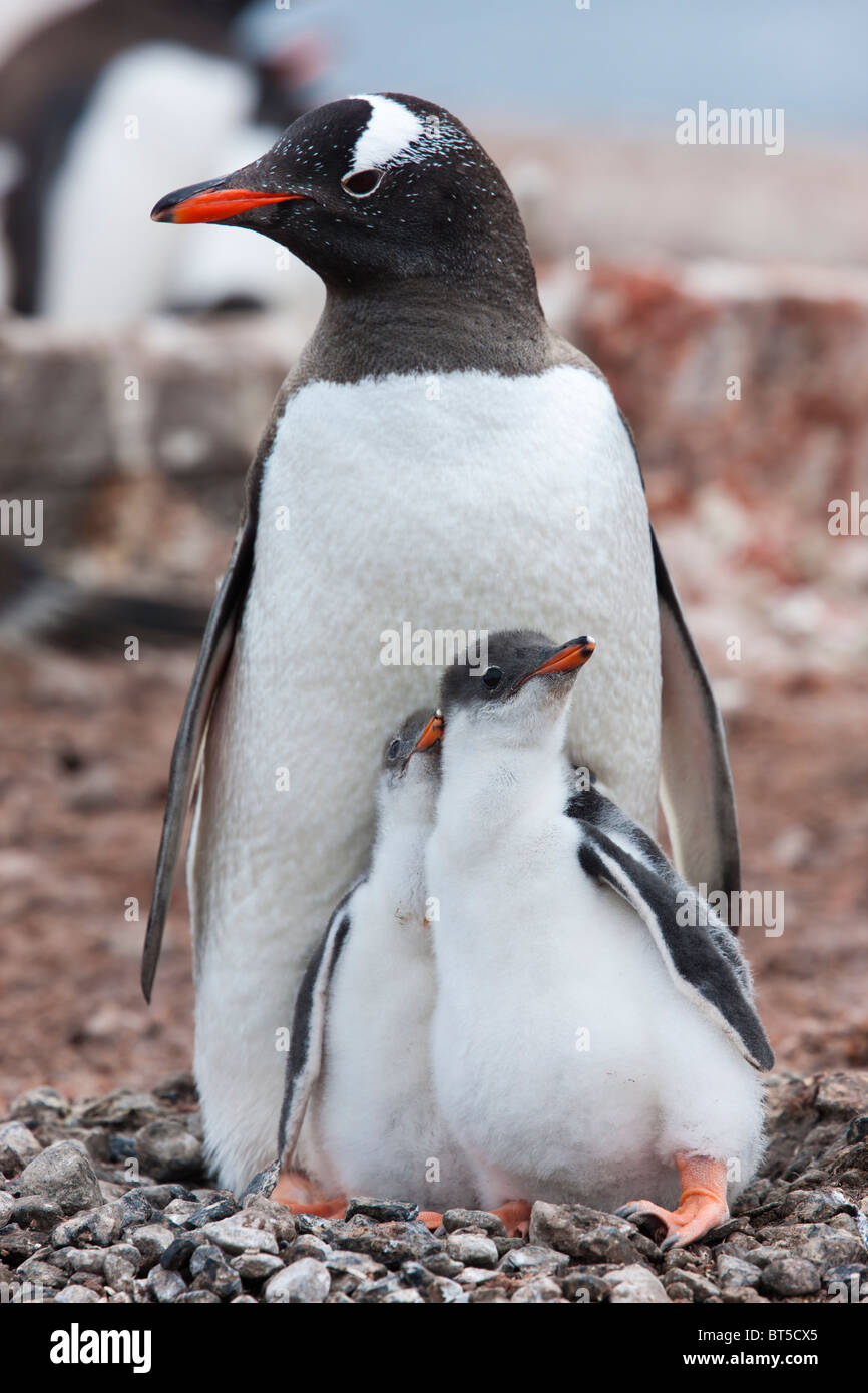 Gentoo Penguin Erwachsener und Küken, Port Lockroy, westliche antarktische Halbinsel. Stockfoto