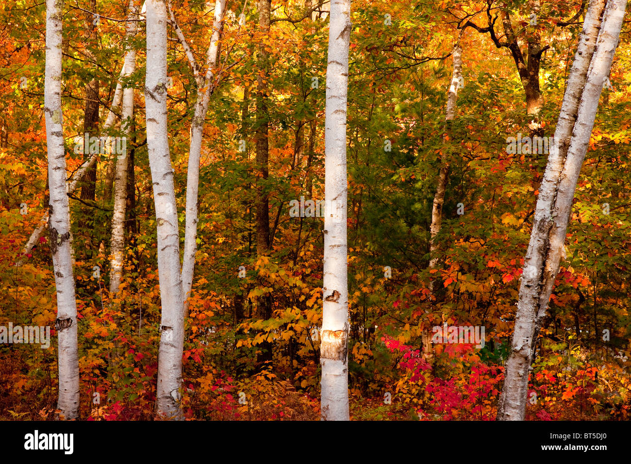 Grove Birken im Herbst entlang der Kankamagus Autobahn in New Hampshire, USA Stockfoto
