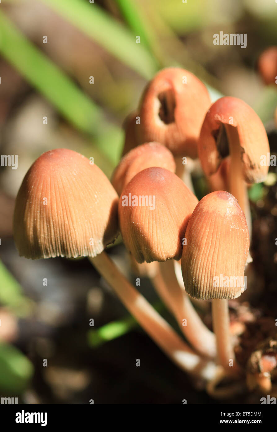 Nahaufnahme der Coprinus Micaceus Pilze im Wald erschossen Stockfoto