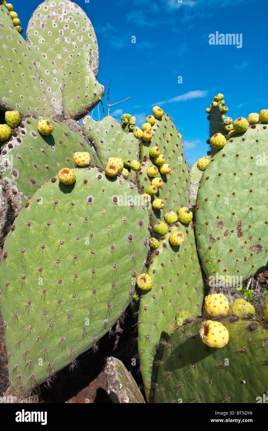 Galapagos-Inseln, Ecuador. Kaktus auf Isla Rábida Insel (auch genannt Jervis). Stockfoto