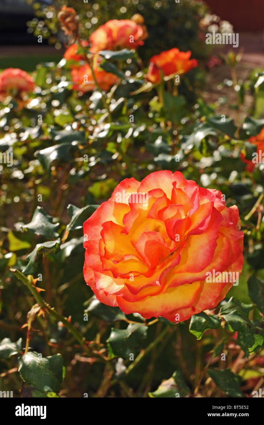 Der Tequila Sunrise (Eurorose x Typhoon) Rosen in voller Blüte im Garten Herbst Sussex UK Stockfoto