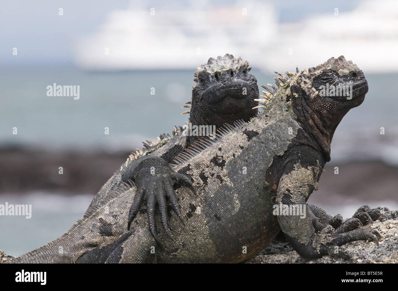 Galapagos-Inseln, Ecuador. Marine Iguana (Amblyrhynchus Cristatus), Espinosa Point, Isla Fernandina (Fernandina Insel). Stockfoto