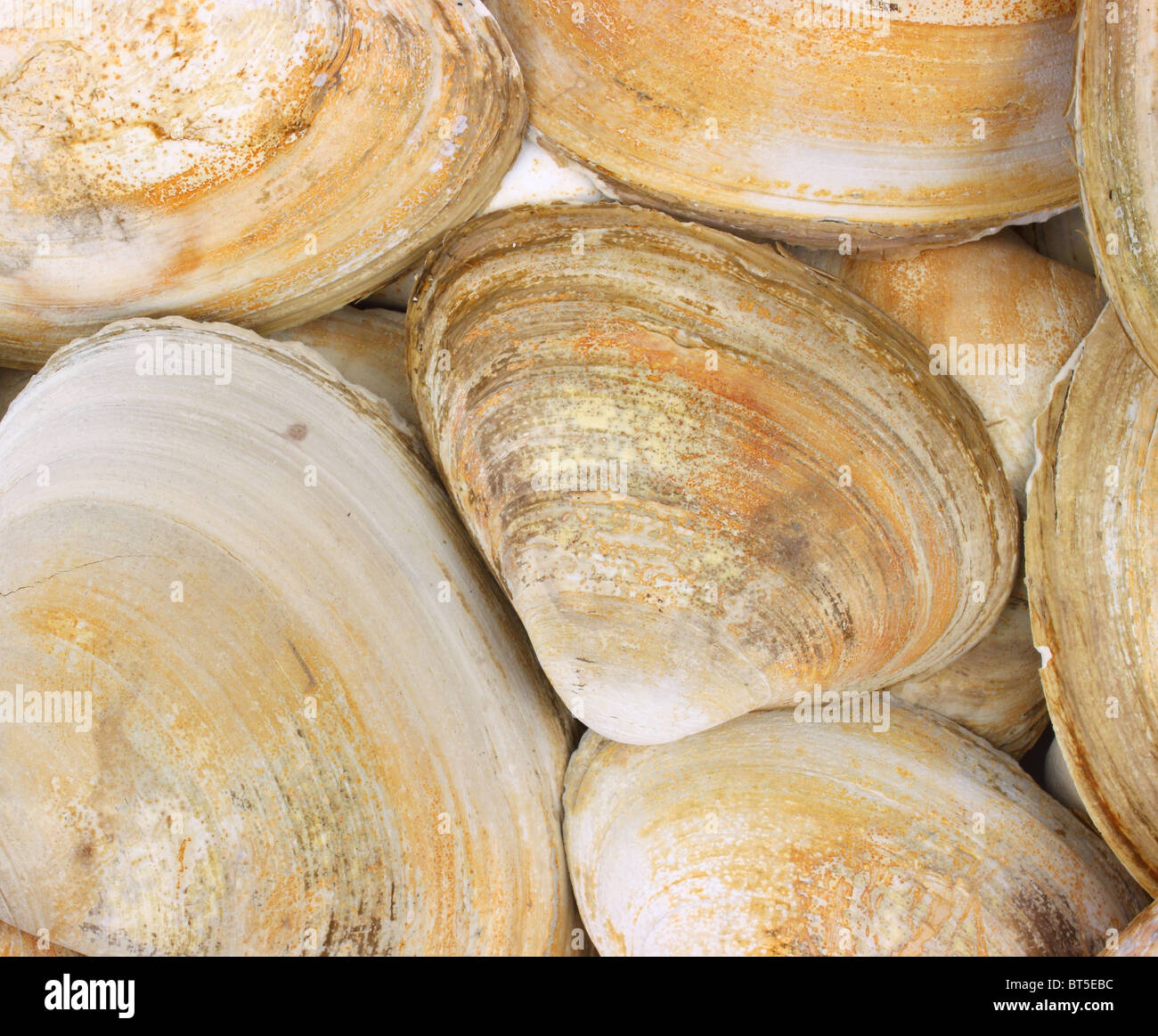 Schicht von großen Muschelschalen Stockfoto