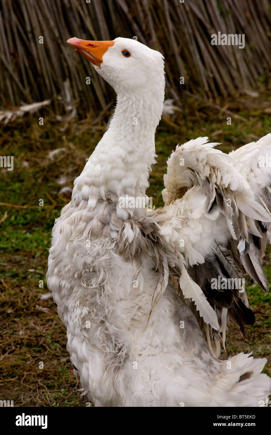 Ungarische hervorquellende Gans; ungewöhnliche Rasse gezüchtet für seine ungewöhnlichen Federn; Hortobagy Nationalpark, Ost-Ungarn Stockfoto