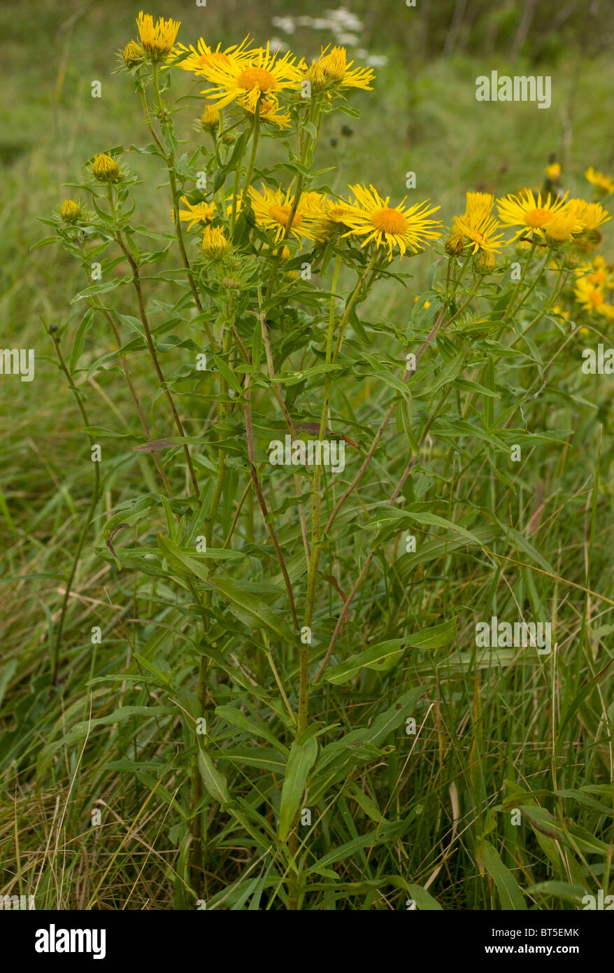 Berufkraut, Inula Britannica, in Massen auf die Puzsta Ebenen, Hortobagy Nationalpark, Ost-Ungarn Stockfoto