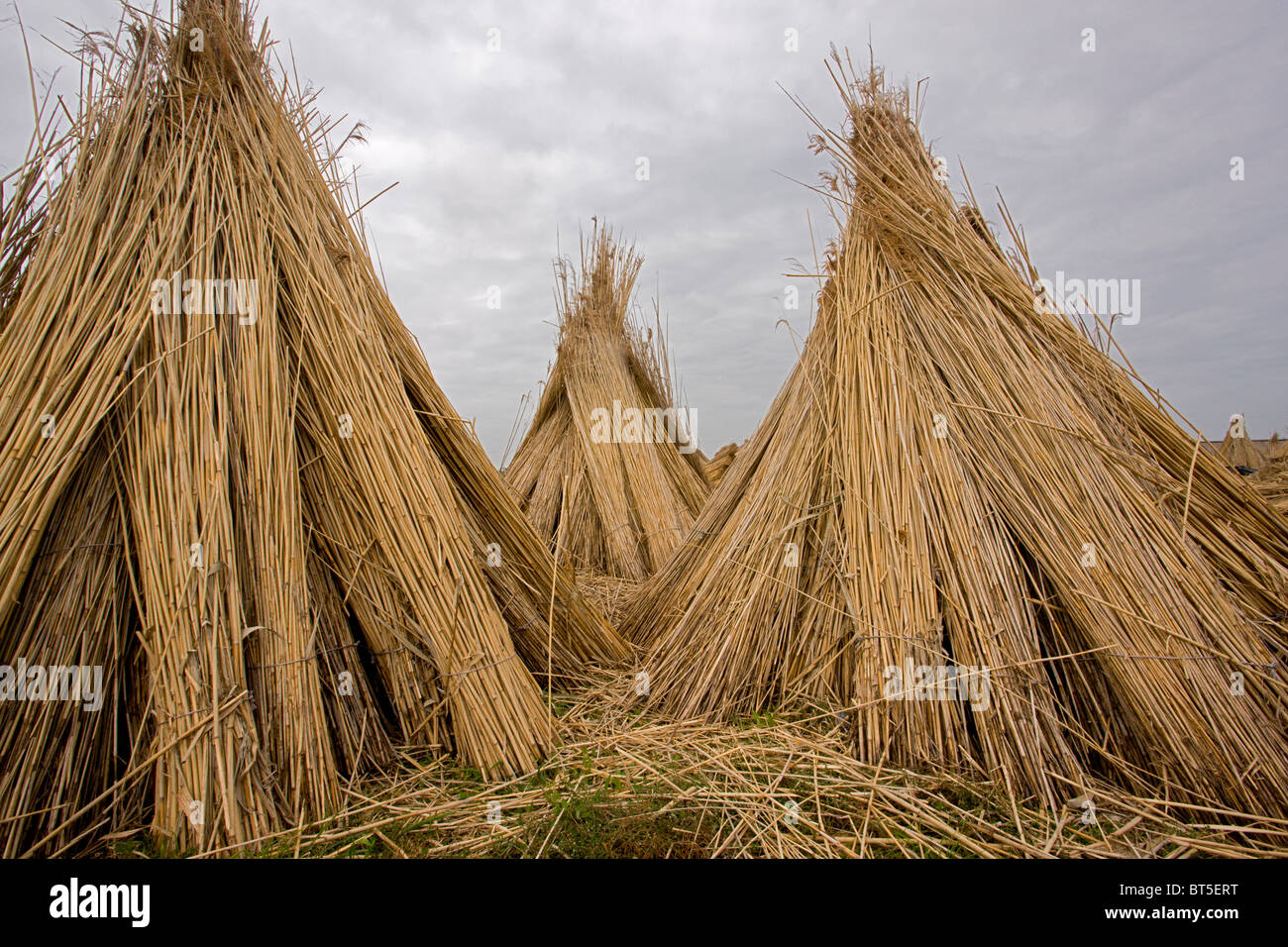 Reed-Fräser Hof auf den Ebenen von Ostungarn, Hortobagy Nationalpark, Ost-Ungarn Stockfoto