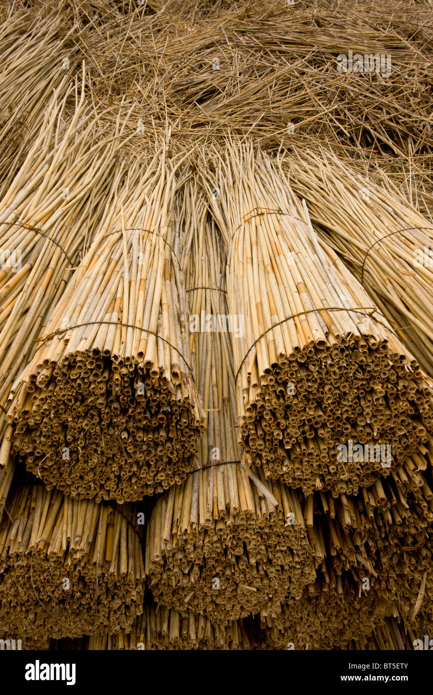 Reed-Fräser Hof auf den Ebenen von Ostungarn, Hortobagy Nationalpark, Ost-Ungarn Stockfoto