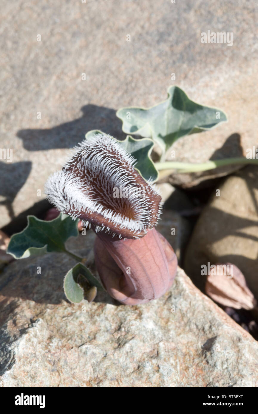 Holländers Rohre (Aristolochia Chilensis) bräunlichen lila Blüten Küste Atacama-Wüste in der Nähe von Totoral Chile September 2010 Stockfoto