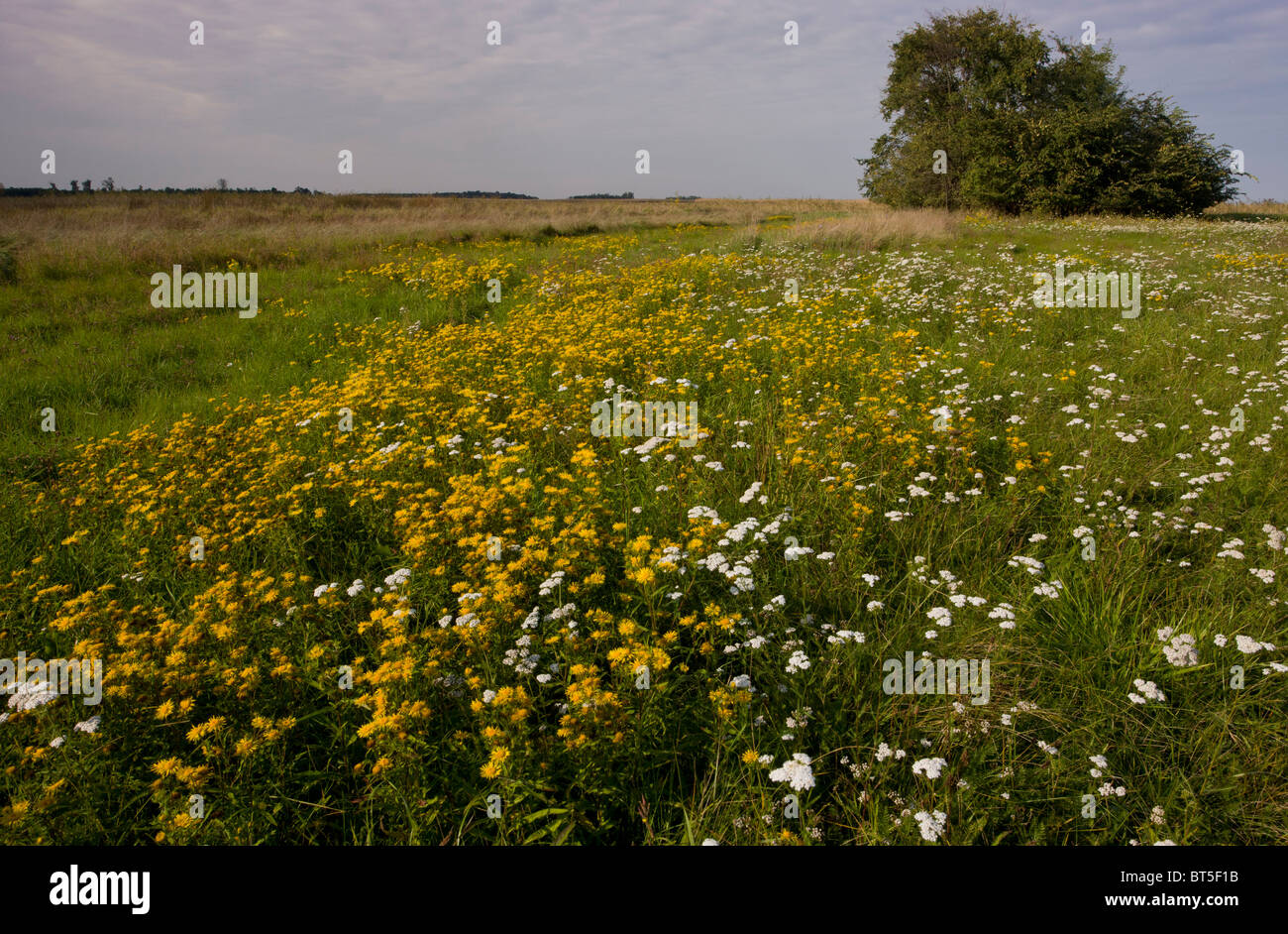 Osten ungarn blumen wildblumen steppic Fotos und Bildmaterial in