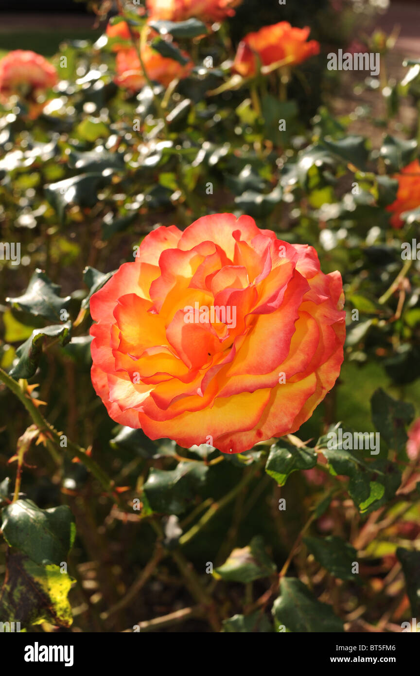 Der Tequila Sunrise (Eurorose x Typhoon) Rosen in voller Blüte im Garten Herbst Sussex UK Stockfoto