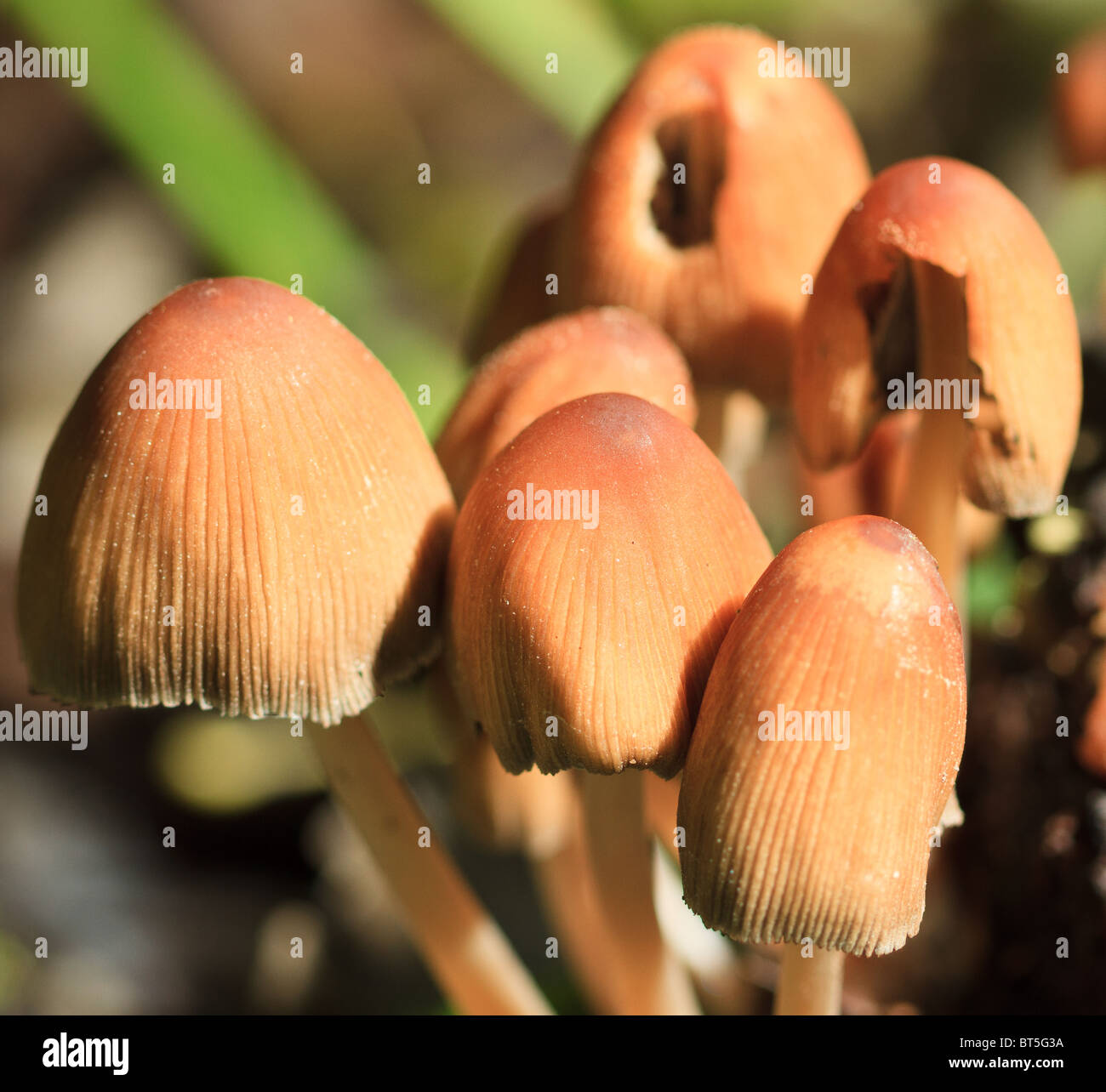 Nahaufnahme der Coprinus Micaceus Pilze im Wald erschossen Stockfoto