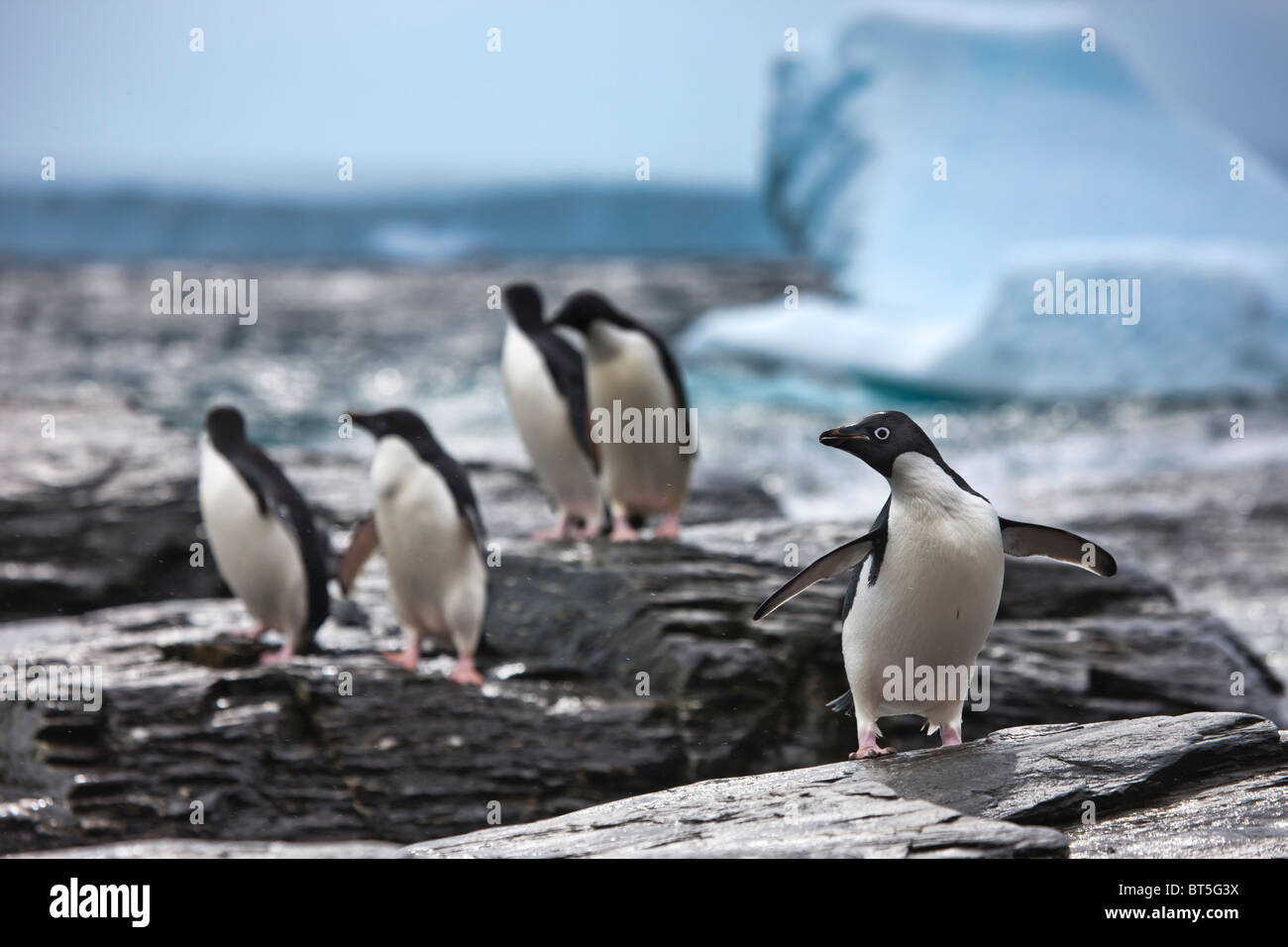 Adelie-Pinguine und Eisberge im südlichen Ozean, Süd-Orkney-Inseln, Schindel Bucht, Krönung Insel Stockfoto