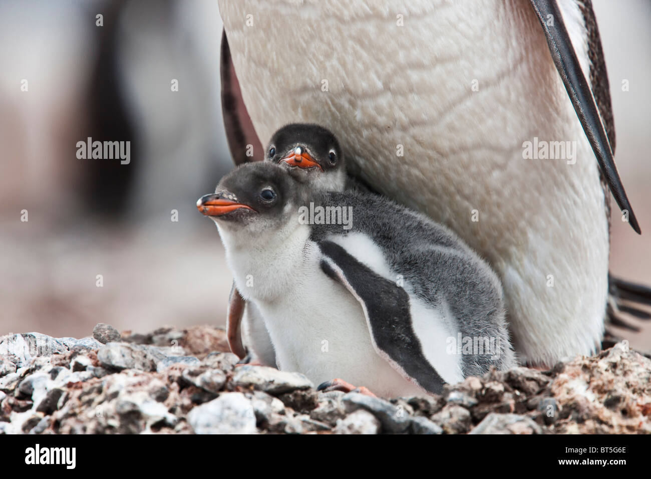 Gentoo Penguin Erwachsenen- und Küken, Port Lockroy, westliche antarktische Halbinsel. Stockfoto