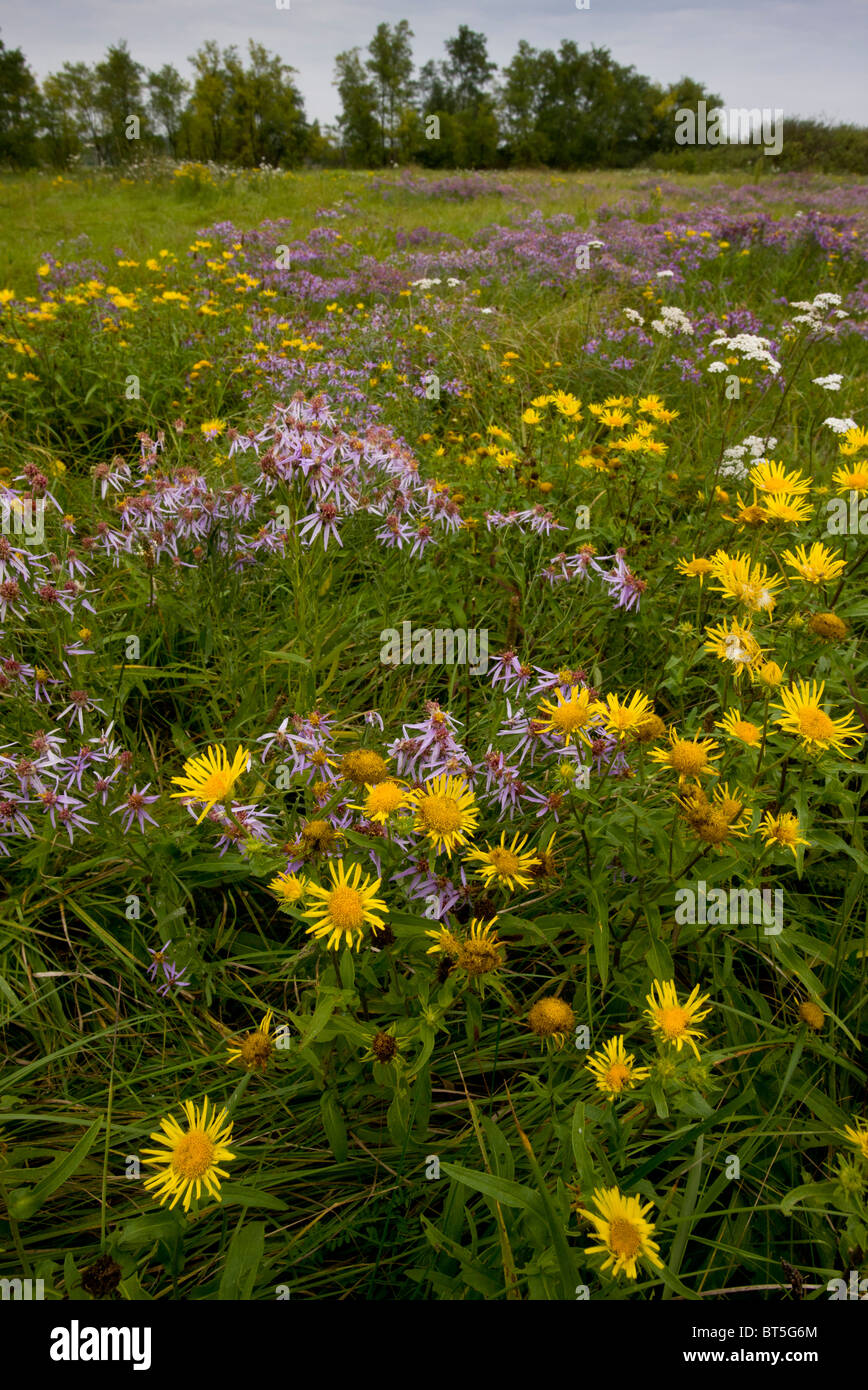 Berufkraut, Inula Britannica mit pannonischen Aster (Aster Tripolium Ssp Pannonicum) Puzsta Ebenen, Hortobagy Nationalpark Stockfoto