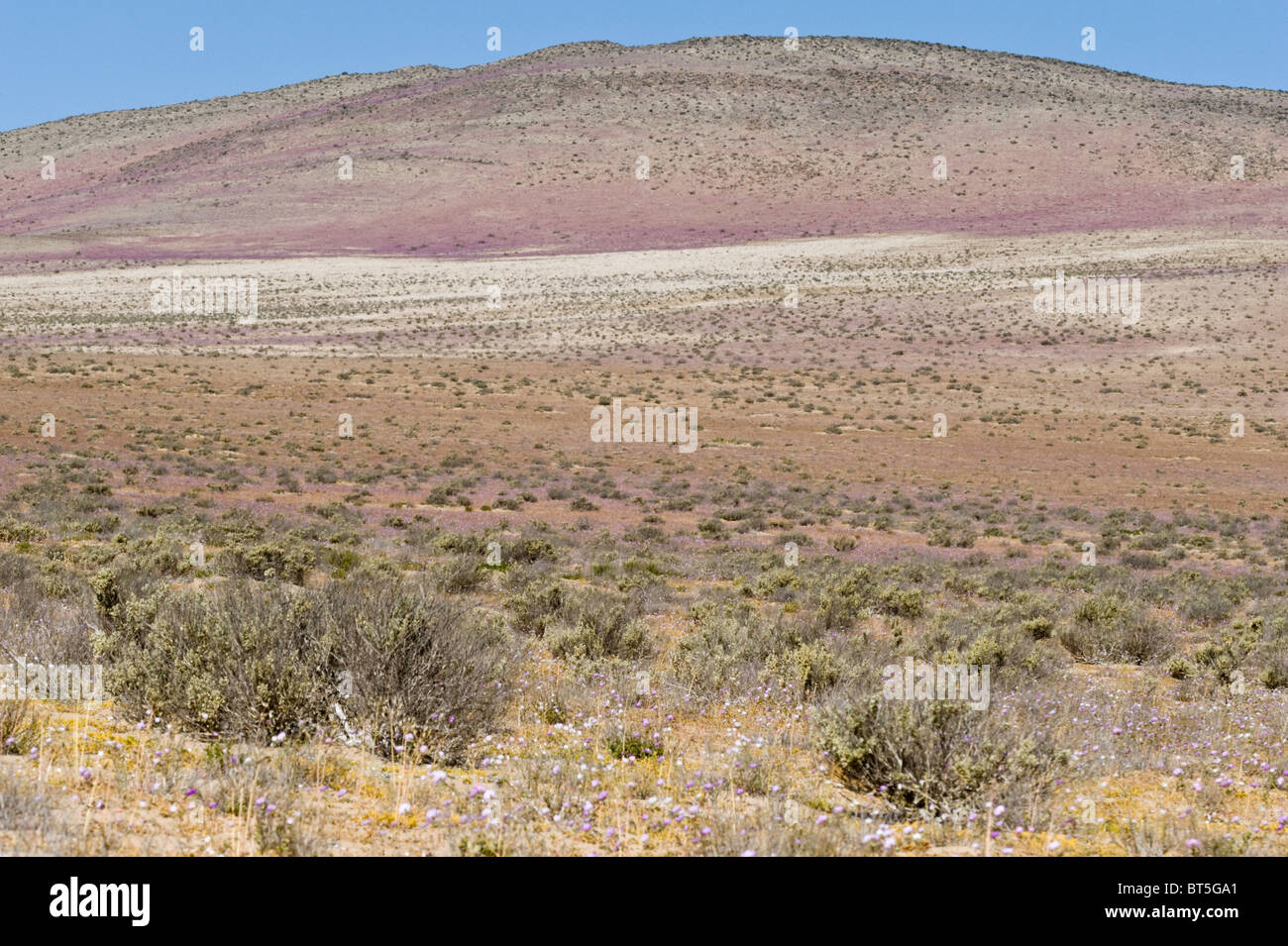 Atacama-Chile-Südamerika Stockfoto