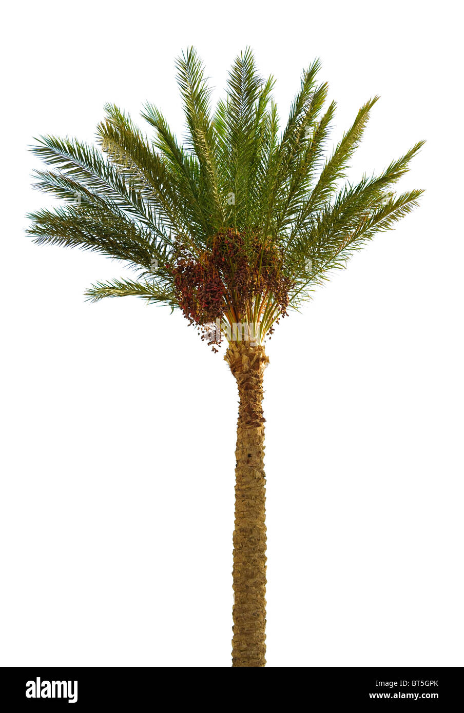 Datum Palm über Weiß isoliert Stockfoto