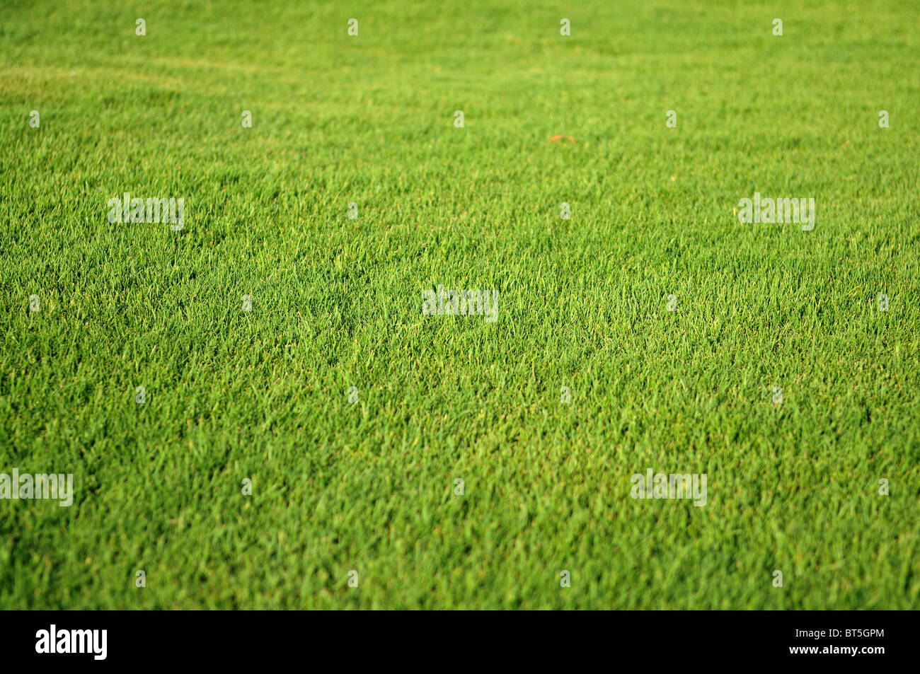 Grasgrün Hintergrund, flachen Tiefe des Fokus Stockfoto