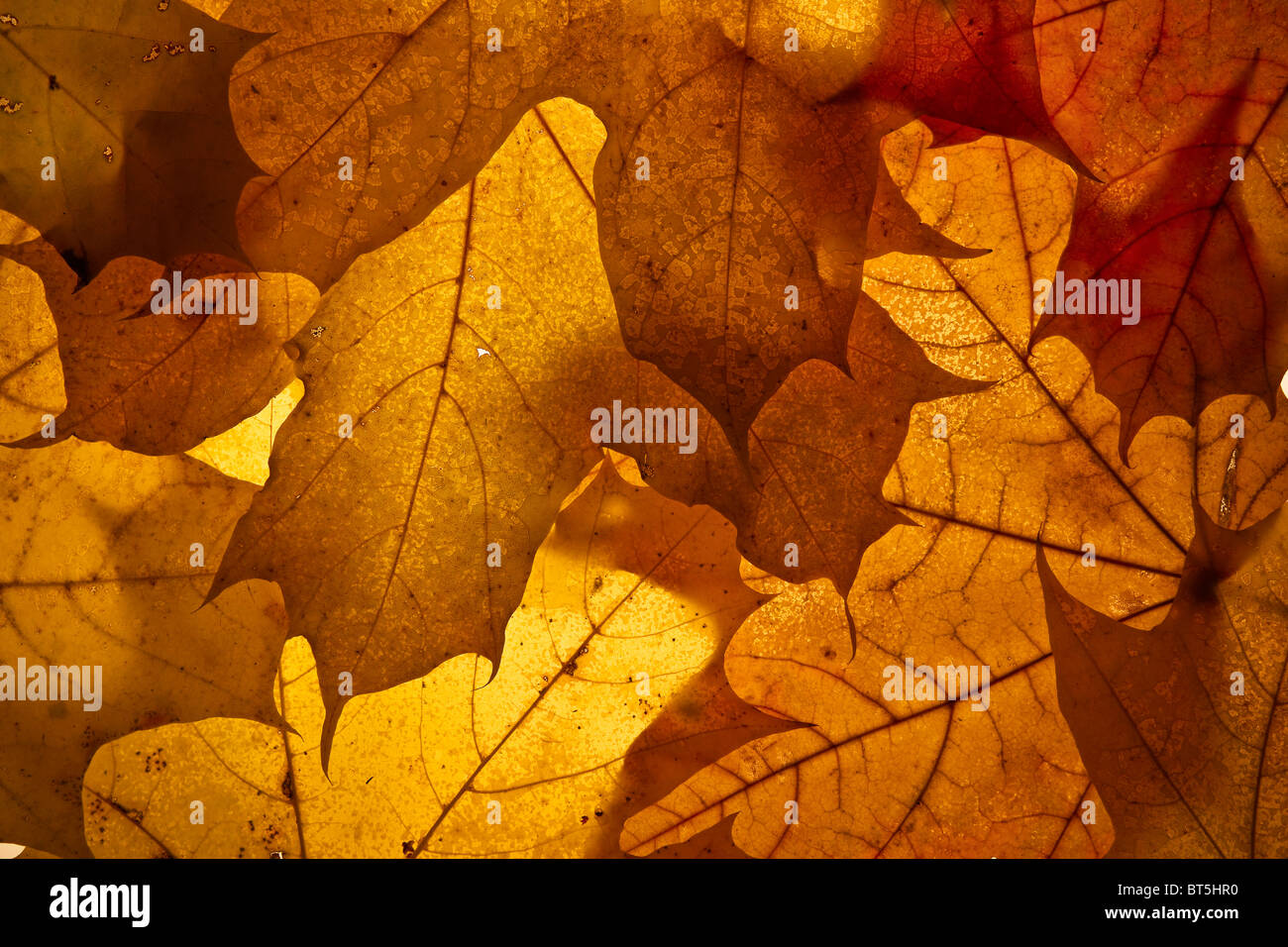 Herbst Hintergrund aus den gefallenen nach unten blättern. Stockfoto