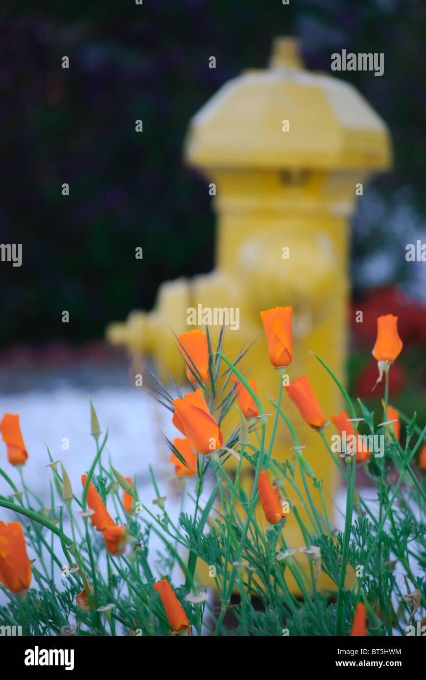Orange farbigen California Mohnblumen blühen im Sommer gegen einen gelben Hydranten Stockfoto